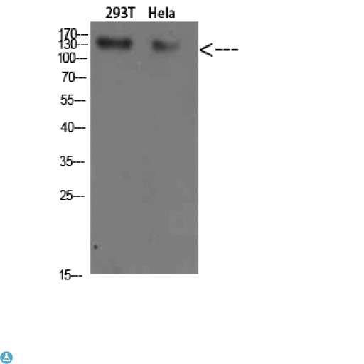 Collagen I Antibody - Western Blot (WB) analysis of 293T HeLa cells using Collagen I Polyclonal Antibody diluted at 1:500.