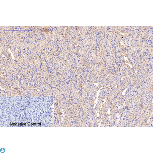 Collagen I Antibody - Immunohistochemical analysis of mouse kidney tissue. Anti-Collagen I at 1:200 (4°C, overnight). Antigen retrieval - Sodium Citrate pH6 (>98°C, 20min). Secondary - 1:200 (room temp, 30min). Negative control - Secondary only