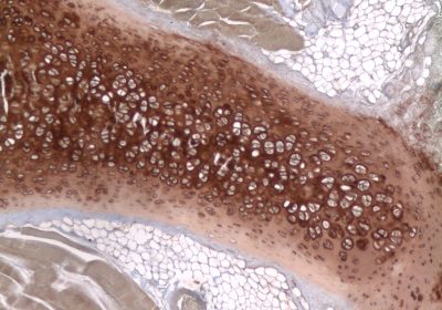 Collagen II Antibody - Collagen Type II on rat cartilage paraffin section DAB, hematoxylin