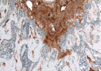 Collagen II Antibody - Collagen Type II on murine cartilage paraffin section DAB, hematoxylin