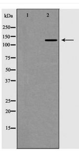 Collagen III Antibody - Western blot of Collagen III expression in HT1080 Whole cell lysate