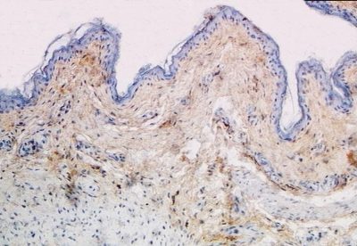 Collagen III Antibody - Collagen Type III on chicken skin paraffin section DAB, hematoxylin