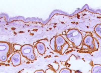 Collagen IV Antibody - Collagen Type IV on mouse skin DAB, hematoxylin