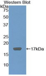 Collagen X Antibody - Western blot of recombinant Collagen X.  This image was taken for the unconjugated form of this product. Other forms have not been tested.