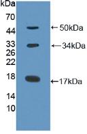 Collagen X Antibody - Western Blot; Sample: Recombinant COL10, Human.
