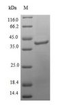 POLK / DNA Polymerase Kappa Protein - (Tris-Glycine gel) Discontinuous SDS-PAGE (reduced) with 5% enrichment gel and 15% separation gel.