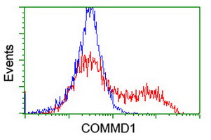 COMMD1 Antibody - HEK293T cells transfected with either overexpress plasmid (Red) or empty vector control plasmid (Blue) were immunostained by anti-COMMD1 antibody, and then analyzed by flow cytometry.