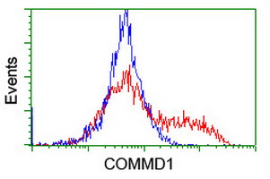COMMD1 Antibody - HEK293T cells transfected with either overexpress plasmid (Red) or empty vector control plasmid (Blue) were immunostained by anti-COMMD1 antibody, and then analyzed by flow cytometry.