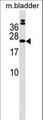 COMMD10 Antibody - COMMD10 Antibody western blot of mouse bladder tissue lysates (35 ug/lane). The COMMD10 Antibody detected the COMMD10 protein (arrow).