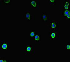 COMMD10 Antibody - Immunofluorescent analysis of HepG-2 cells diluted at 1:100 and Alexa Fluor 488-congugated AffiniPure Goat Anti-Rabbit IgG(H+L)