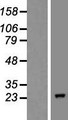 COMMD10 Protein - Western validation with an anti-DDK antibody * L: Control HEK293 lysate R: Over-expression lysate
