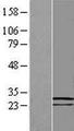 COMMD8 Protein - Western validation with an anti-DDK antibody * L: Control HEK293 lysate R: Over-expression lysate