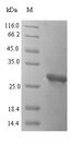 PVALB / Parvalbumin Protein - (Tris-Glycine gel) Discontinuous SDS-PAGE (reduced) with 5% enrichment gel and 15% separation gel.