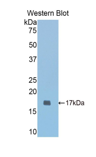 COMP / THBS5 Antibody - Western blot of recombinant COMP.  This image was taken for the unconjugated form of this product. Other forms have not been tested.