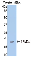 COMP / THBS5 Antibody - Western Blot; Sample: Recombinant protein.