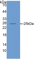 COMP / THBS5 Antibody - Western Blot; Sample: Recombinant COMP, Mouse.