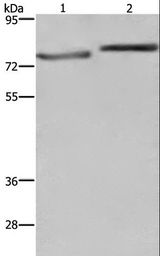 COMP / THBS5 Antibody - Western blot analysis of PC3 and HeLa cell, using COMP Polyclonal Antibody at dilution of 1:600.