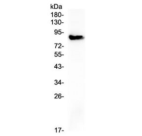 COMP / THBS5 Antibody - Western blot testing of human placenta with COMP antibody at 0.5ug/ml. Predicted molecular weight ~83 kDa.
