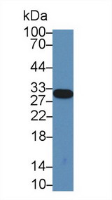 Complement C1QA Antibody - Western Blot; Sample: Rat Serum; Primary Ab: 3µg/ml Rabbit Anti-Rat C1qA Antibody Second Ab: 0.2µg/mL HRP-Linked Caprine Anti-Rabbit IgG Polyclonal Antibody