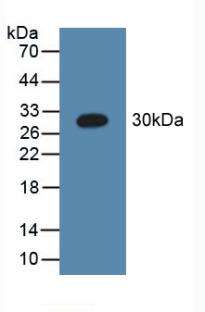 Complement C1QA Antibody - Western Blot; Sample: Recombinant C1qA, Human.