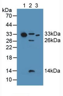 Complement C1QA Antibody - Western Blot; Sample: Lane1: Human Serum; Lane2: Mouse Heart Tissue; Lane3: Human Liver Tissue.