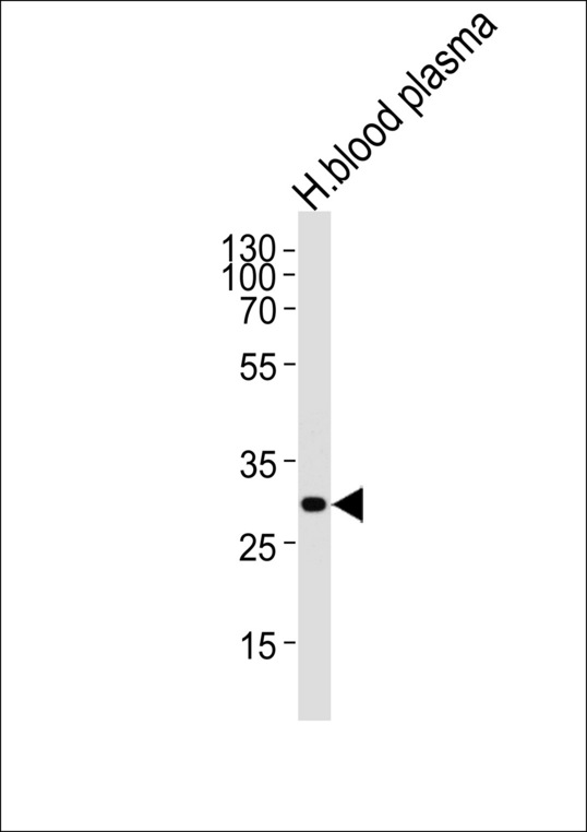 Complement C1QA Antibody - Western blot of lysate from human blood plasma tissue lysate with C1QA Antibody. Antibody was diluted at 1:1000 at each lane. A goat anti-rabbit IgG H&L (HRP) at 1:5000 dilution was used as the secondary antibody. Lysate at 35 ug per lane.