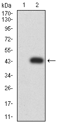 Complement C1QA Antibody - Western blot analysis using C1QA mAb against HEK293 (1) and C1QA (AA: 23-167)-hIgGFc transfected HEK293 (2) cell lysate.