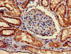 Complement C1QA Antibody - Immunohistochemistry of paraffin-embedded human kidney tissue at dilution of 1:100