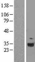Complement C1QA Protein - Western validation with an anti-DDK antibody * L: Control HEK293 lysate R: Over-expression lysate