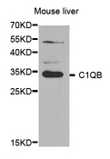 Complement C1QB Antibody - Western blot analysis of extracts of mouse liver.
