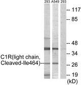 Complement C1R Antibody - Western blot analysis of extracts from 293 cells treated with etoposide (25uM, 1hour) and A549 cells treated with etoposide (25uM, 24hours), using C1R (light chain, Cleaved-Ile464) antibody.