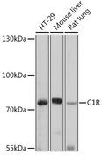 Complement C1R Antibody - Western blot analysis of extracts of various cell lines using C1R Polyclonal Antibody at dilution of 1:1000.