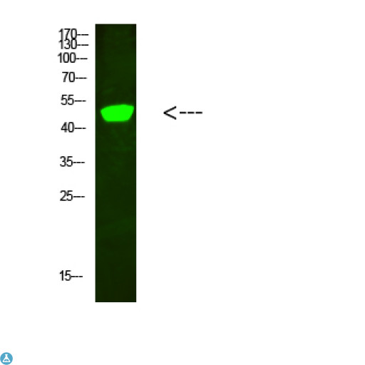 Complement C1RL Antibody - Western Blot analysis of hela cells using primary antibody diluted at 1:500 (4°C overnight). Secondary antibody:Goat Anti-rabbit IgG IRDye 800 (diluted at 1:5000, 25°C, 1 hour).