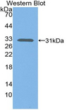 Complement C1s Antibody - Western blot of recombinant Complement C1s.