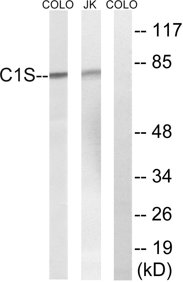 Complement C1s Antibody - Western blot analysis of lysates from Jurkat and COLO cells, using C1S Antibody. The lane on the right is blocked with the synthesized peptide.
