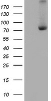 Complement C1s Antibody - HEK293T cells were transfected with the pCMV6-ENTRY control (Left lane) or pCMV6-ENTRY C1S (Right lane) cDNA for 48 hrs and lysed. Equivalent amounts of cell lysates (5 ug per lane) were separated by SDS-PAGE and immunoblotted with anti-C1S.