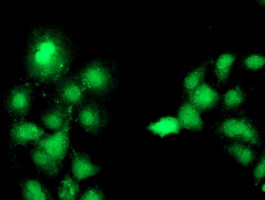 Complement C1s Antibody - Anti-C1S mouse monoclonal antibody immunofluorescent staining of COS7 cells transiently transfected by pCMV6-ENTRY C1S.
