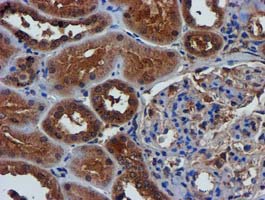Complement C1s Antibody - IHC of paraffin-embedded Human Kidney tissue using anti-C1S mouse monoclonal antibody.