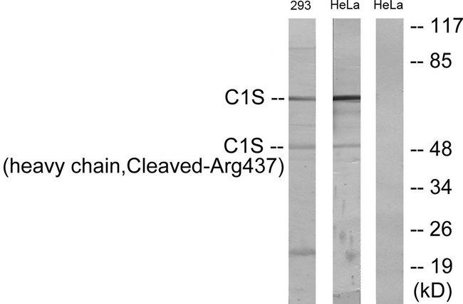 Complement C1s Antibody - Western blot analysis of extracts from 293 cells treated with etoposide (25uM, 1hour) and HeLa cells treated with etoposide (25uM, 24hours), using C1S (heavy chain, Cleaved-Arg437) antibody.