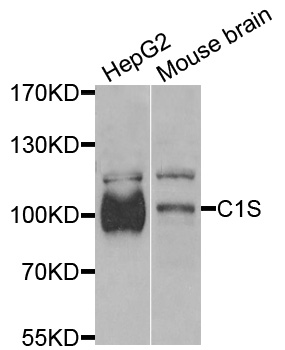 Complement C1s Antibody - Western blot analysis of extracts of various cells.