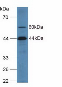 Complement C2 Antibody - Western Blot; Sample: Human Hela Cells.