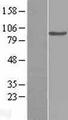 Complement C2 Protein - Western validation with an anti-DDK antibody * L: Control HEK293 lysate R: Over-expression lysate