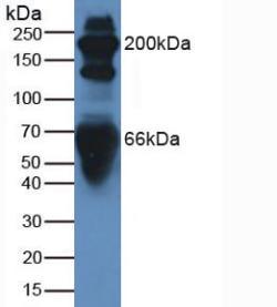 Complement C3 Antibody - Western Blot; Sample: Human Serum.