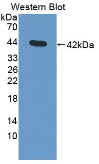 Complement C3 Antibody - Western Blot; Sample: Recombinant protein.