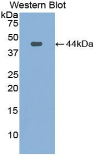 Complement C3 Antibody - Western blot of recombinant Complement C3.  This image was taken for the unconjugated form of this product. Other forms have not been tested.