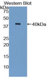 Complement C3 Antibody - Western blot of recombinant Complement C3. This image was taken for the unconjugated form of this product. Other forms have not been tested.