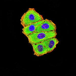Complement C3 Antibody - Immunofluorescence analysis of Hela cells using C3C mouse mAb (green). Blue: DRAQ5 fluorescent DNA dye. Red: Actin filaments have been labeled with Alexa Fluor- 555 phalloidin. Secondary antibody from Fisher
