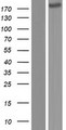 Complement C3 Protein - Western validation with an anti-DDK antibody * L: Control HEK293 lysate R: Over-expression lysate