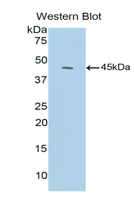 Complement C3a Antibody - Western blot of recombinant Complement C3a.  This image was taken for the unconjugated form of this product. Other forms have not been tested.