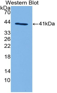 Complement C3a Antibody - Western blot of recombinant Complement C3a.